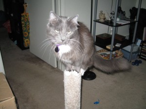 Ippie on scratching post