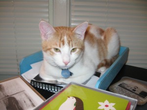 cat, kitten, orange and white kitten