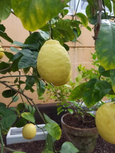 ponderosa lemon, lemon, lemon tree