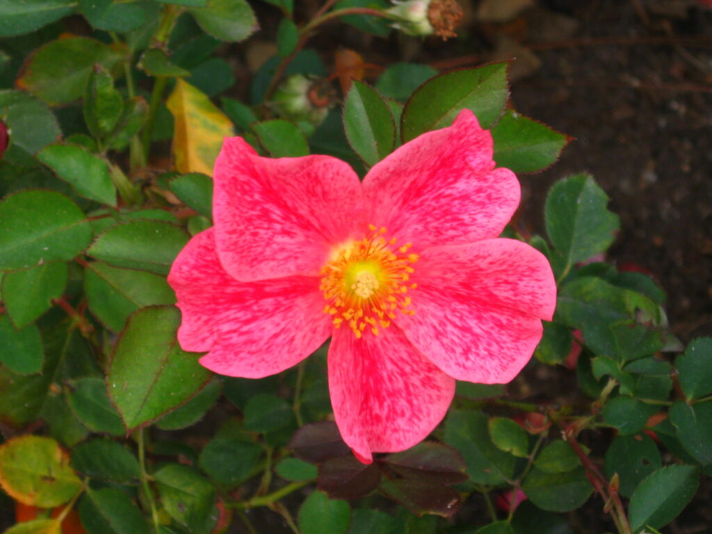 flower, pink flower, Lake Shrine Gardens, Lake Shrine, Self-Realization Fellowship, Yogananda, SRF, girl with moxie