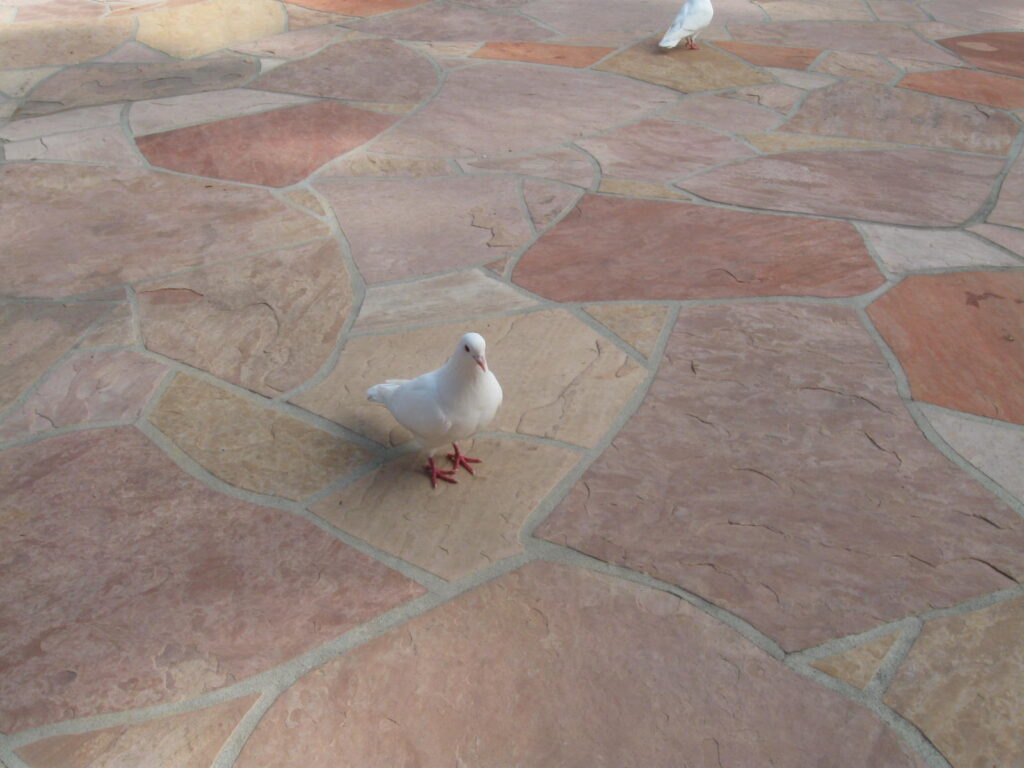 white dove, dove, Lake Shrine Gardens, Lake Shrine, Self-Realization Fellowship, Yogananda, SRF, girl with moxie